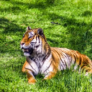 zoo, paugres, ardeche-2490476.jpg